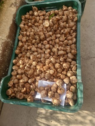 Bulbos de azafrán