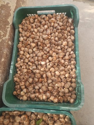 Bulbos de azafrán