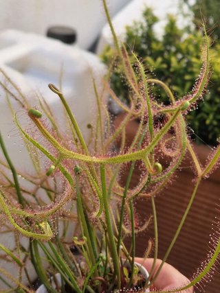 Drosera Binata multifida giant