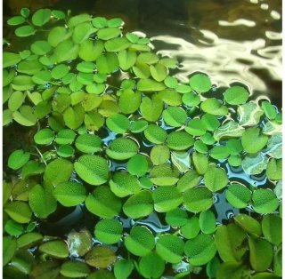 Planta flotante silvinia para estanque