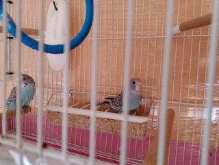 Jaula para pájaros rosa y blanca