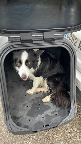 TowBox 2 para perros