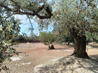 Finca Aldover: Balsa de agua