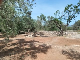 Finca Aldover: Balsa de agua
