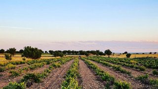 Se necesita personal para trabajo agrícola en Alba