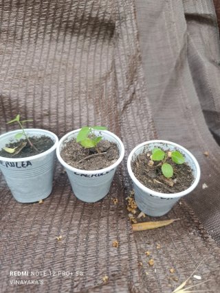 4 Plantas Passiflora Caerulea
