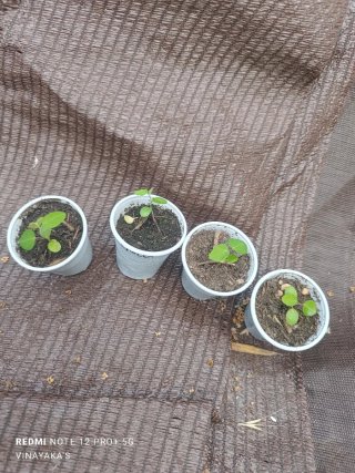 4 Plantas Passiflora Caerulea