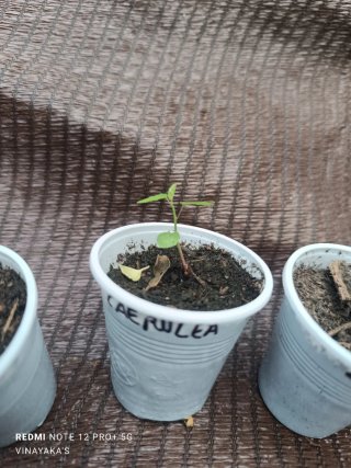 4 Plantas Passiflora Caerulea