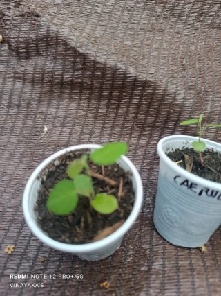 4 Plantas Passiflora Caerulea