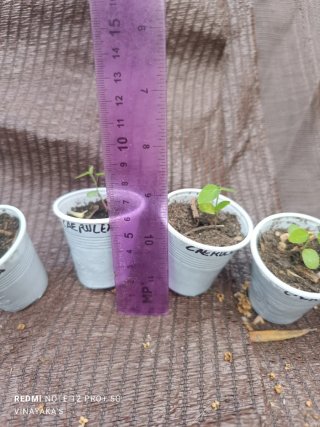 4 Plantas Passiflora Caerulea