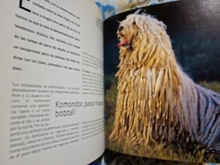 Perros (Spanish Edition)