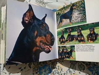 Perros (Spanish Edition)