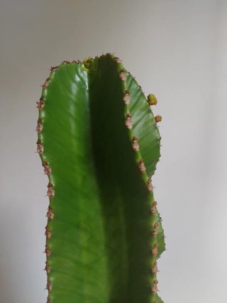 Planta Cactus Candelabro Euphorbia Ingens