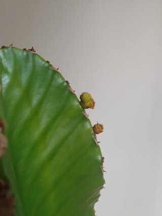 Planta Cactus Candelabro Euphorbia Ingens