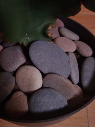 Planta Cactus Candelabro Euphorbia Ingens