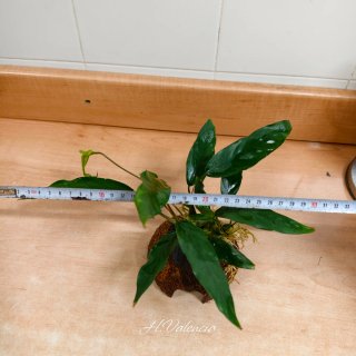 Anubia Lanceolata XL + cueva Plantas acuario