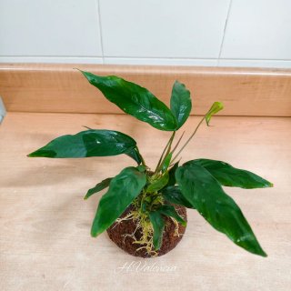 Anubia Lanceolata XL + cueva Plantas acuario