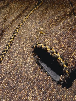 Chaqueta tweed marrón y dorado T.40