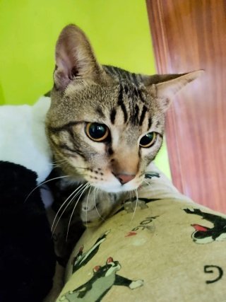 Cuidadora y paseadora de animales