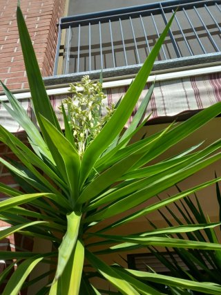 3 Piante Yucca Aloifolia adulte
