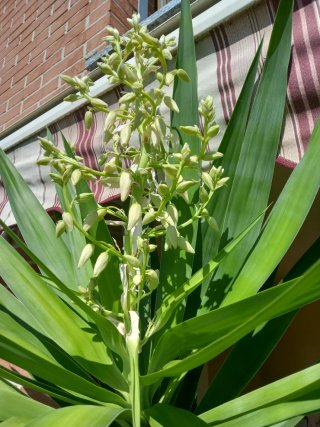 3 Piante Yucca Aloifolia adulte