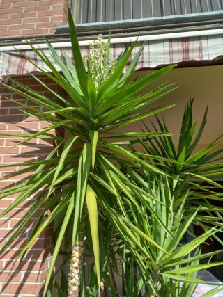 3 Piante Yucca Aloifolia adulte