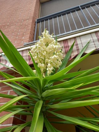 3 Piante Yucca Aloifolia adulte