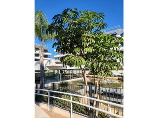 Ático en venta en Orihuela ciudad en Orihuela