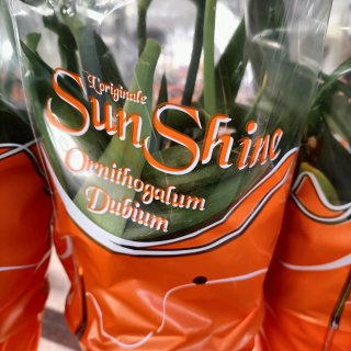 Ornitogallo Dubium Sun Shine 45cm