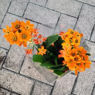 Ornitogallo Dubium Sun Shine 45cm