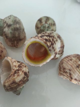 Conchas para acuario Tanganika, ciclidos africanos