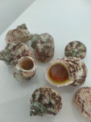 Conchas para acuario Tanganika, ciclidos africanos