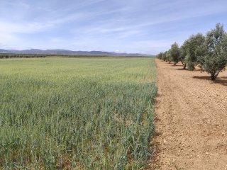 Tierra Arable en Venta 2,45ha