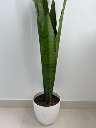Planta Sansevieria Lengua de Suegra