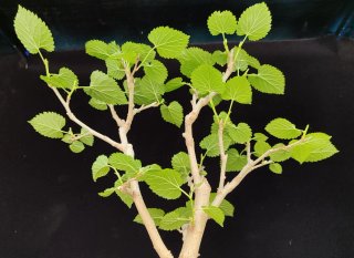 Pre bonsai Morera N1 OFERTA