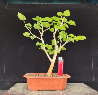 Pre bonsai Morera N1 OFERTA