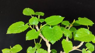 Pre bonsai Morera N1 OFERTA