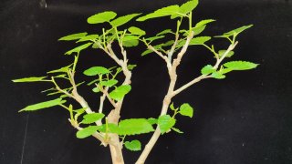 Pre bonsai Morera N1 OFERTA
