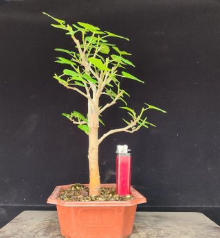 Pre bonsai Morera N1 OFERTA