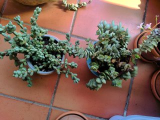 Jardineras Plástico con tierra buena abonada.