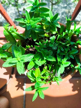 Jardineras Plástico con tierra buena abonada.