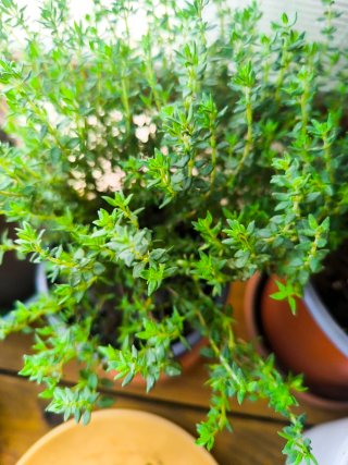 Jardineras Plástico con tierra buena abonada.