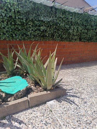 Planta Aloe Vera