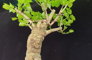 Pre bonsai FRESNO. OFERTA