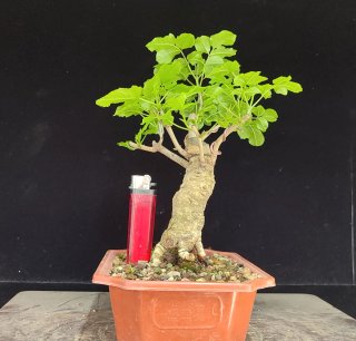Pre bonsai FRESNO. OFERTA