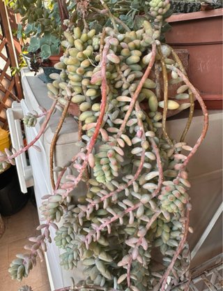 Planta Talea Sedum Morganianum (Coda d'Asino)