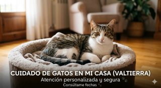 Cuidado de Gatos en Valtierra y Ribera | Atención