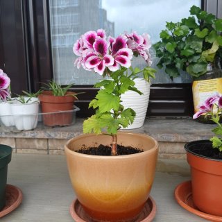 Planta Geranio Rosa y Morado