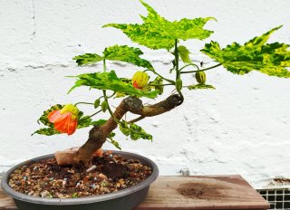 Bonsái Abutilon Pictum Variegata