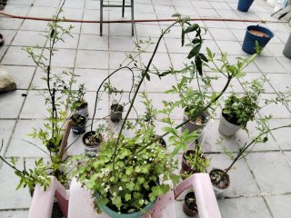 Plantas de jazmín amarillo